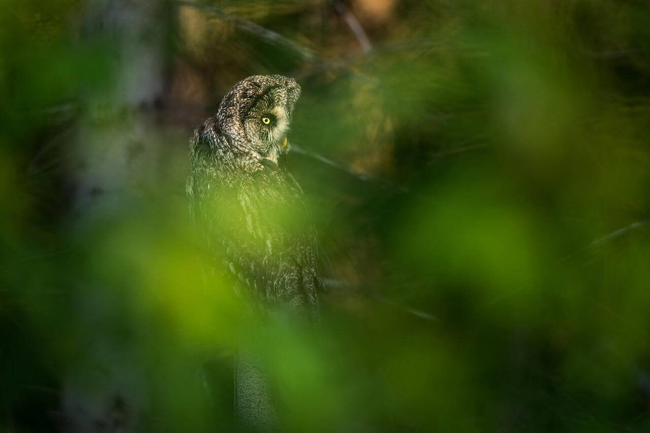 © Floris Smeets | Sony α9 + FE 400mm f/2.8 GM OSS | 1/5000s @ f/2.8, ISO 1250